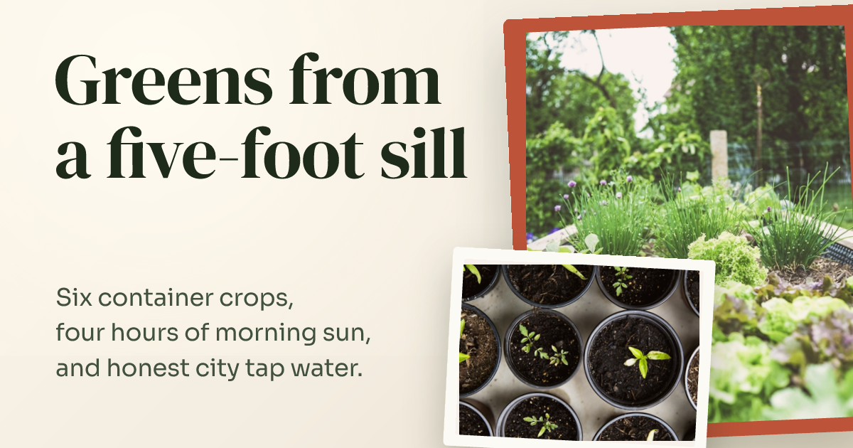 Urban Gardening for Beginners Blog Cover