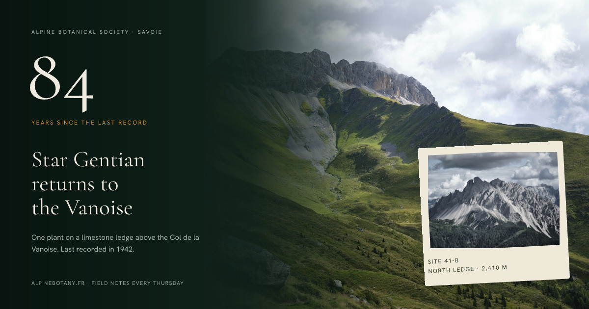 Star Gentian Rediscovery Announcement