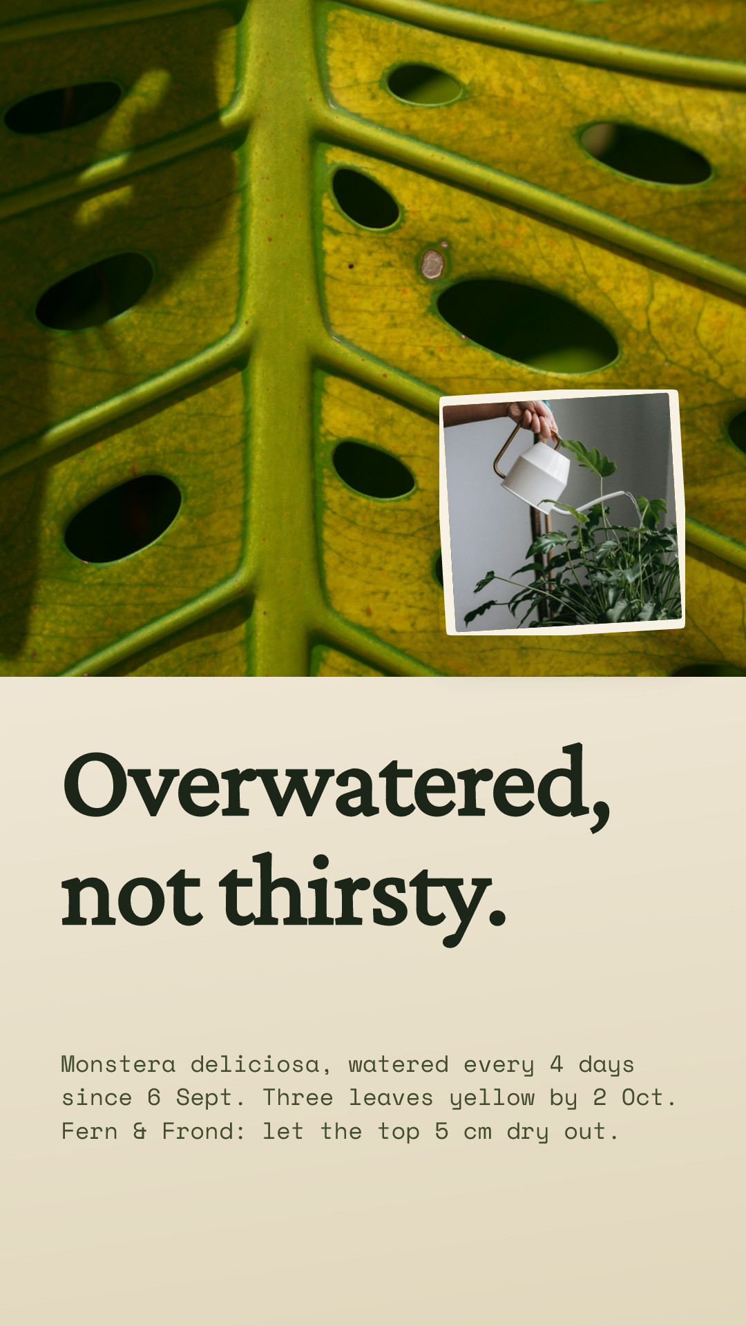 Monstera Yellow Leaves Tip