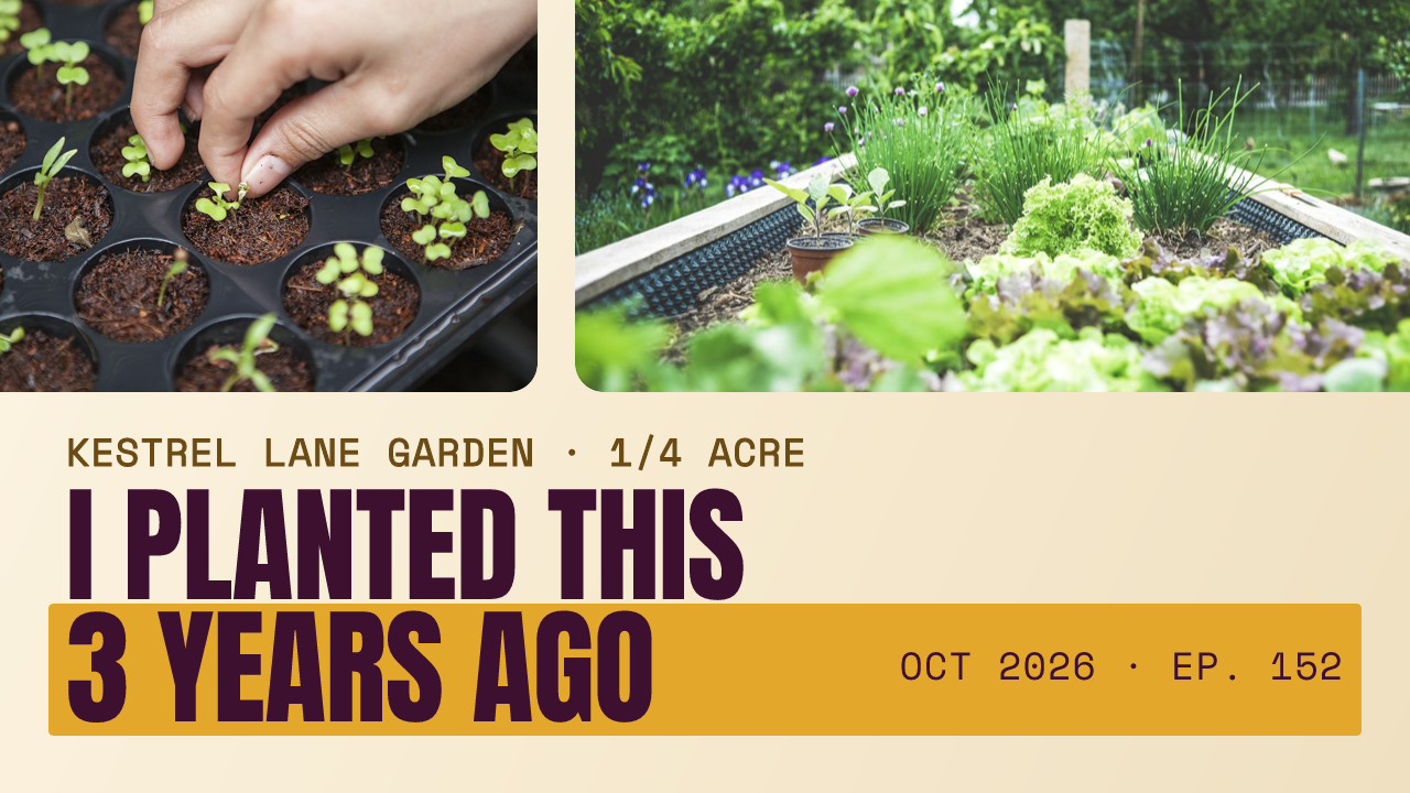 Backyard Food Forest 3-Year Tour YouTube Thumbnail